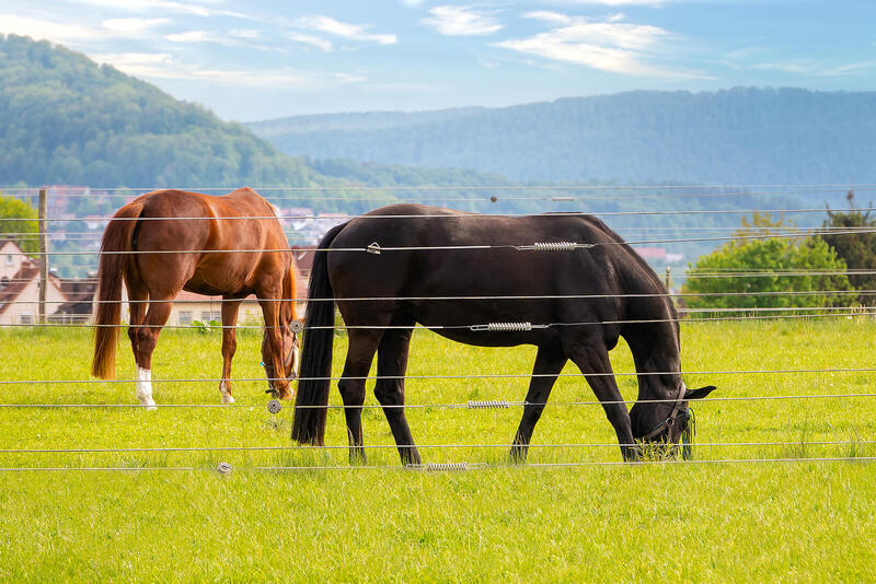 Jaki pastuch dla koni wybrać? Elektryczny czy tradycyjny?