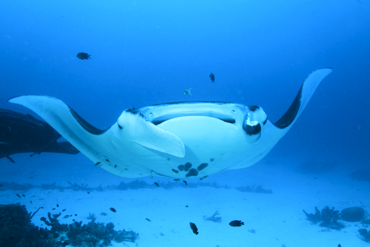 Manta w wodzie