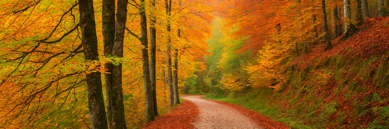 Qué ver en la selva de Irati: adéntrate en la naturaleza