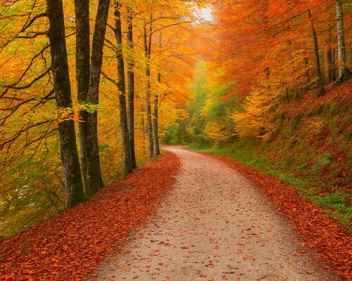 Qué ver en la selva de Irati: adéntrate en la naturaleza