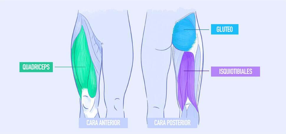 musculos de la pierna