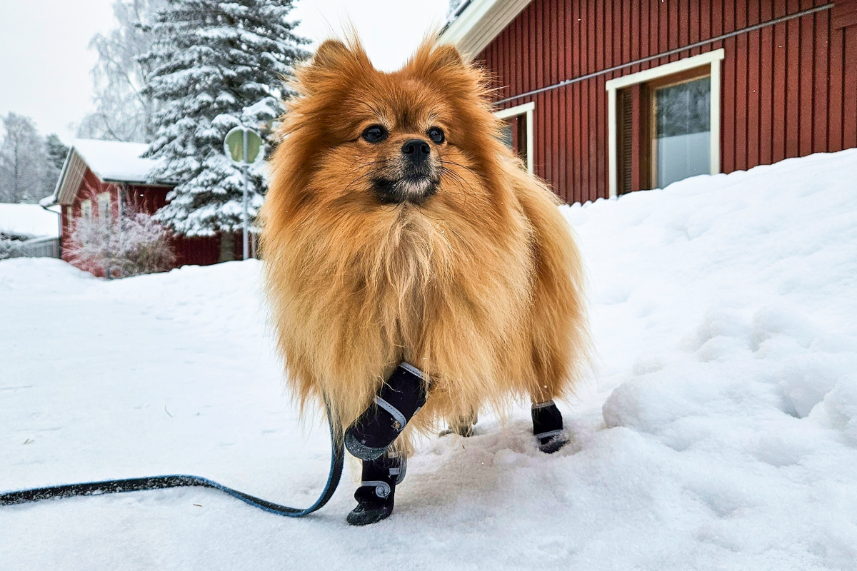 Pomeranian w butach dla psa na śniegu