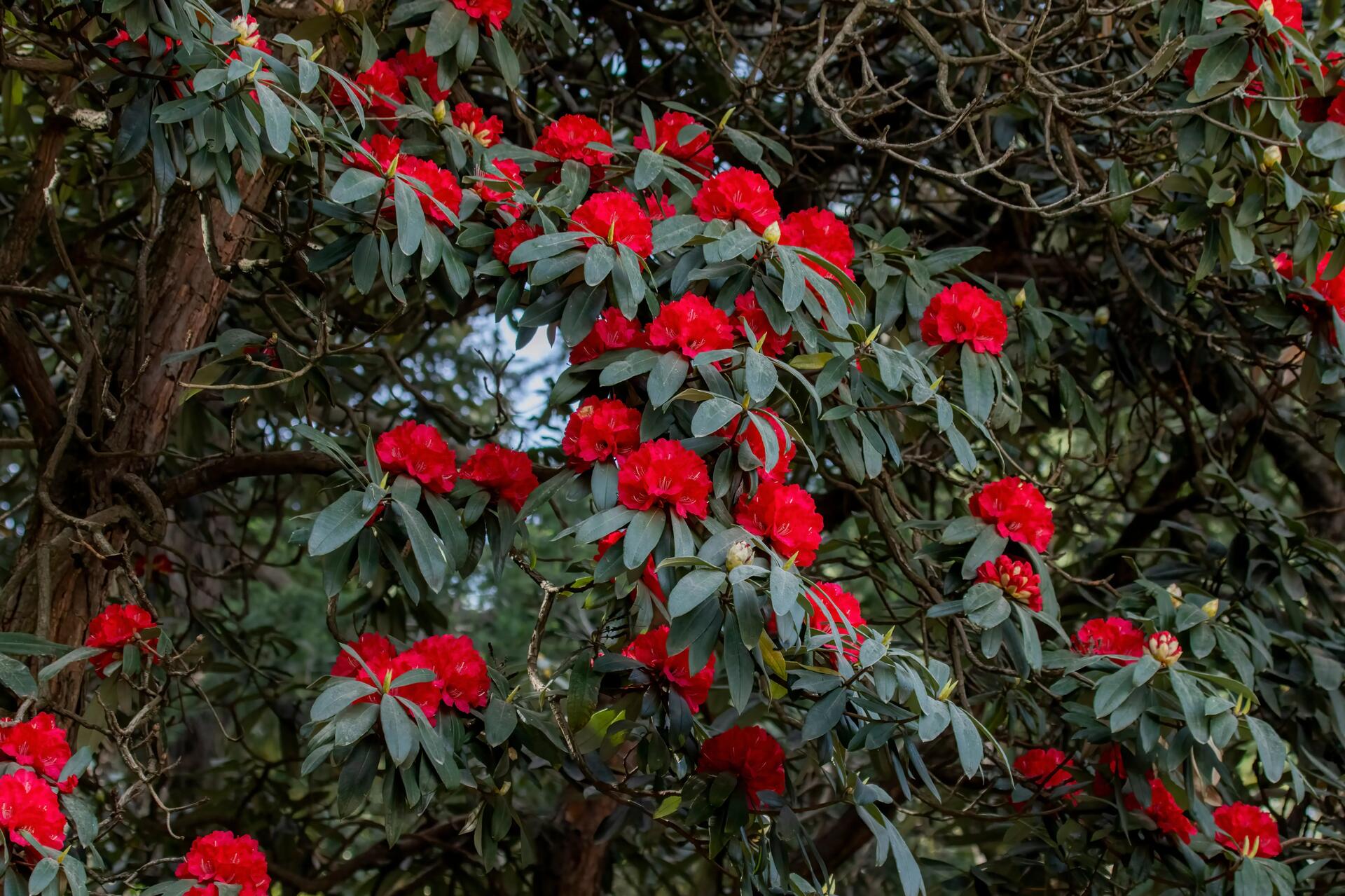 กุหลาบพันปี ไฮไลท์ดอยม่อนจอง