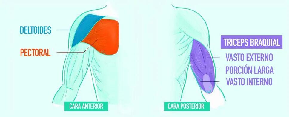 músculos flexiones en paralelas