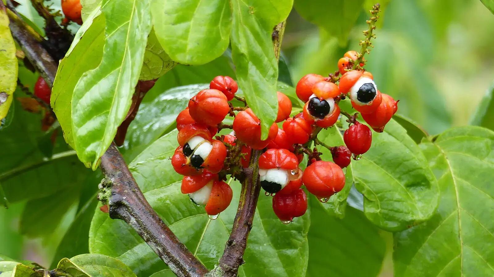 Guarana roślina