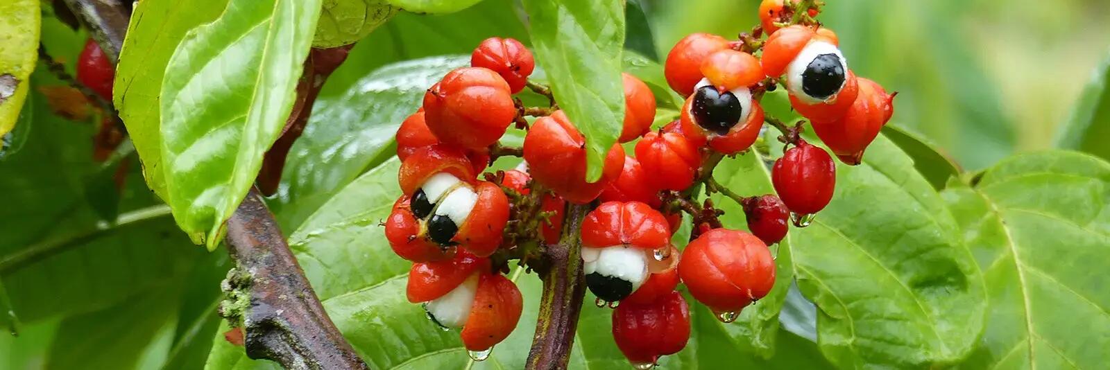 Guarana rosnąca na drzewie