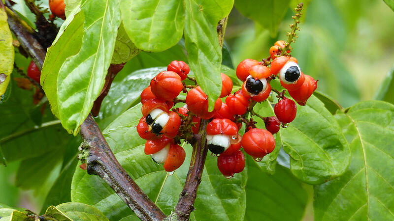 Guarana czy kofeina – co wybrać dla pobudzenia?