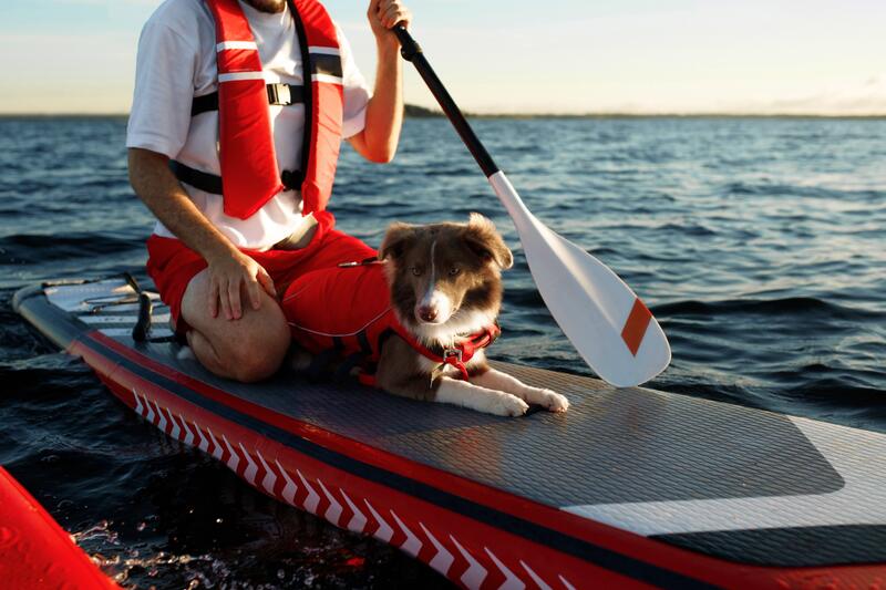 Deska SUP z psem – pływanie na desce SUP z czworonogiem