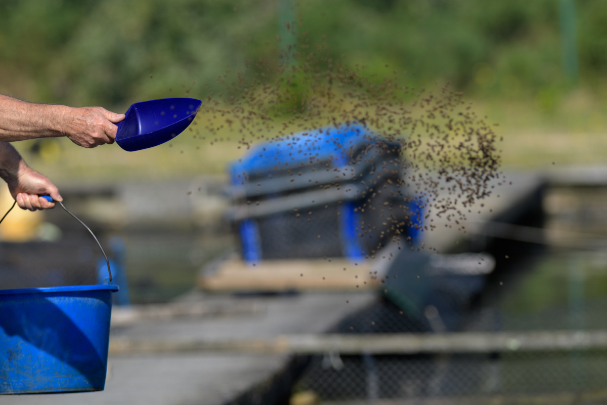 Pellet zanętowy rozsypywany nad wodą