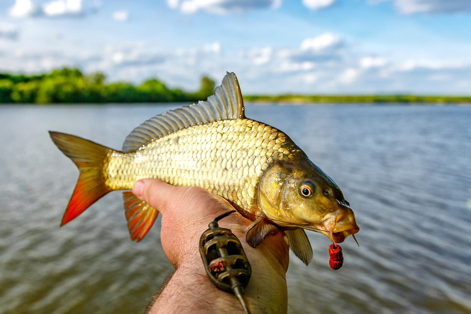 Złapany karp w ręku