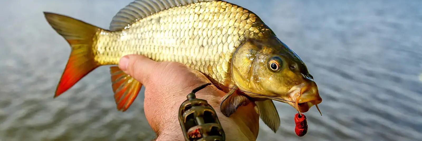 Złapany karp w ręku