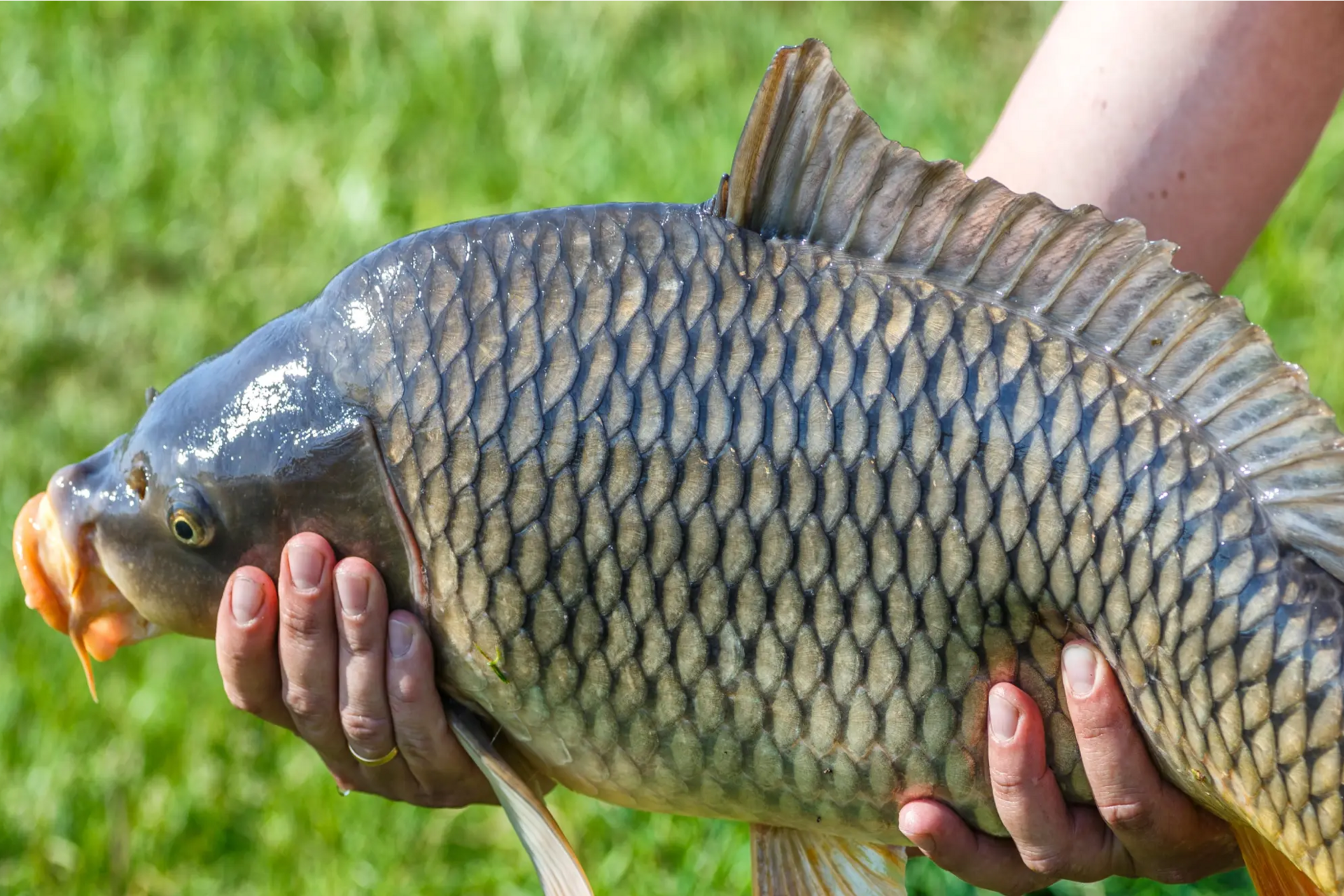Karp trzymany w rękach