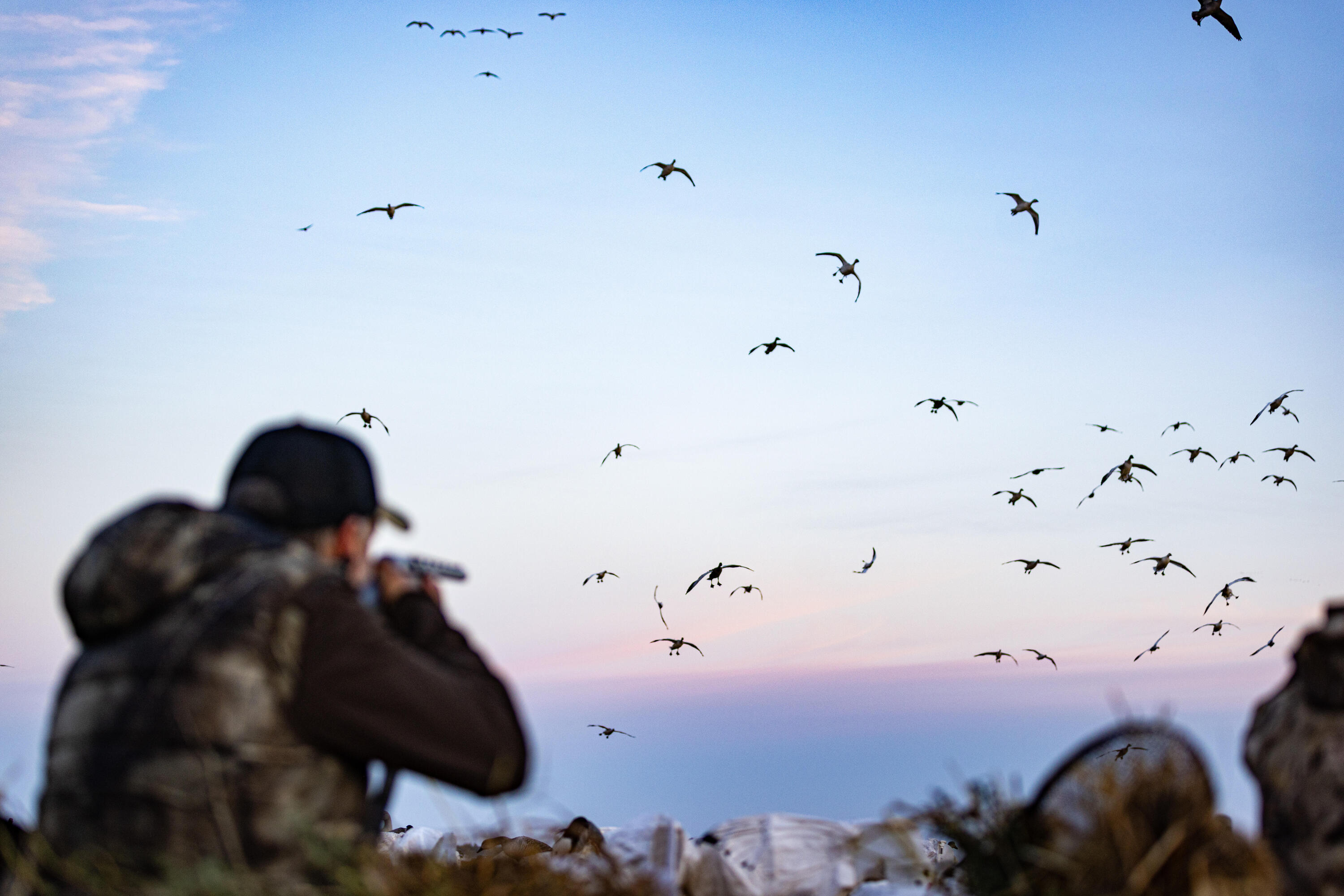 Un chasseur fait face à des canards qui arrivent sur son poste