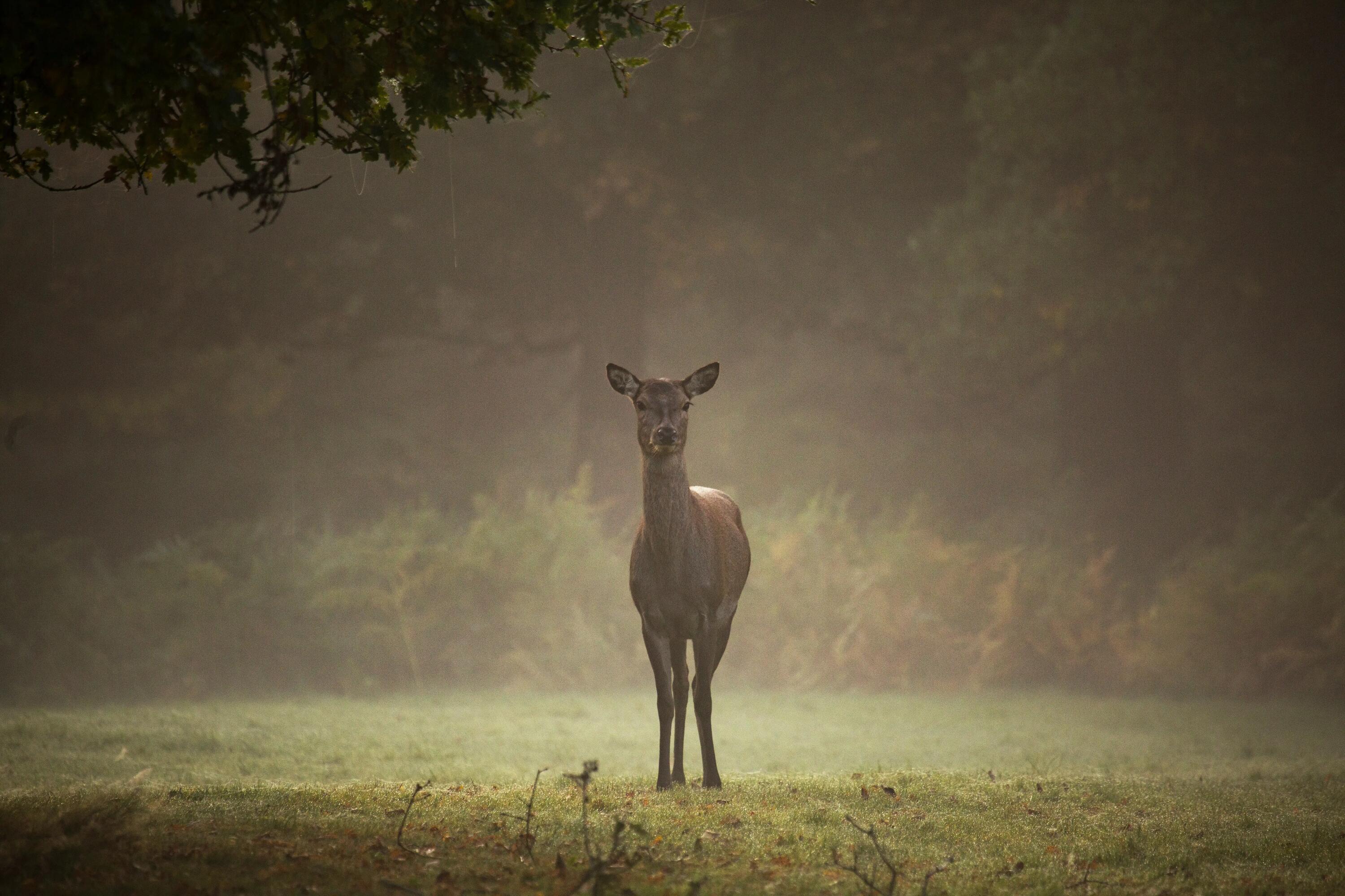 Une biche dans la brume matinale