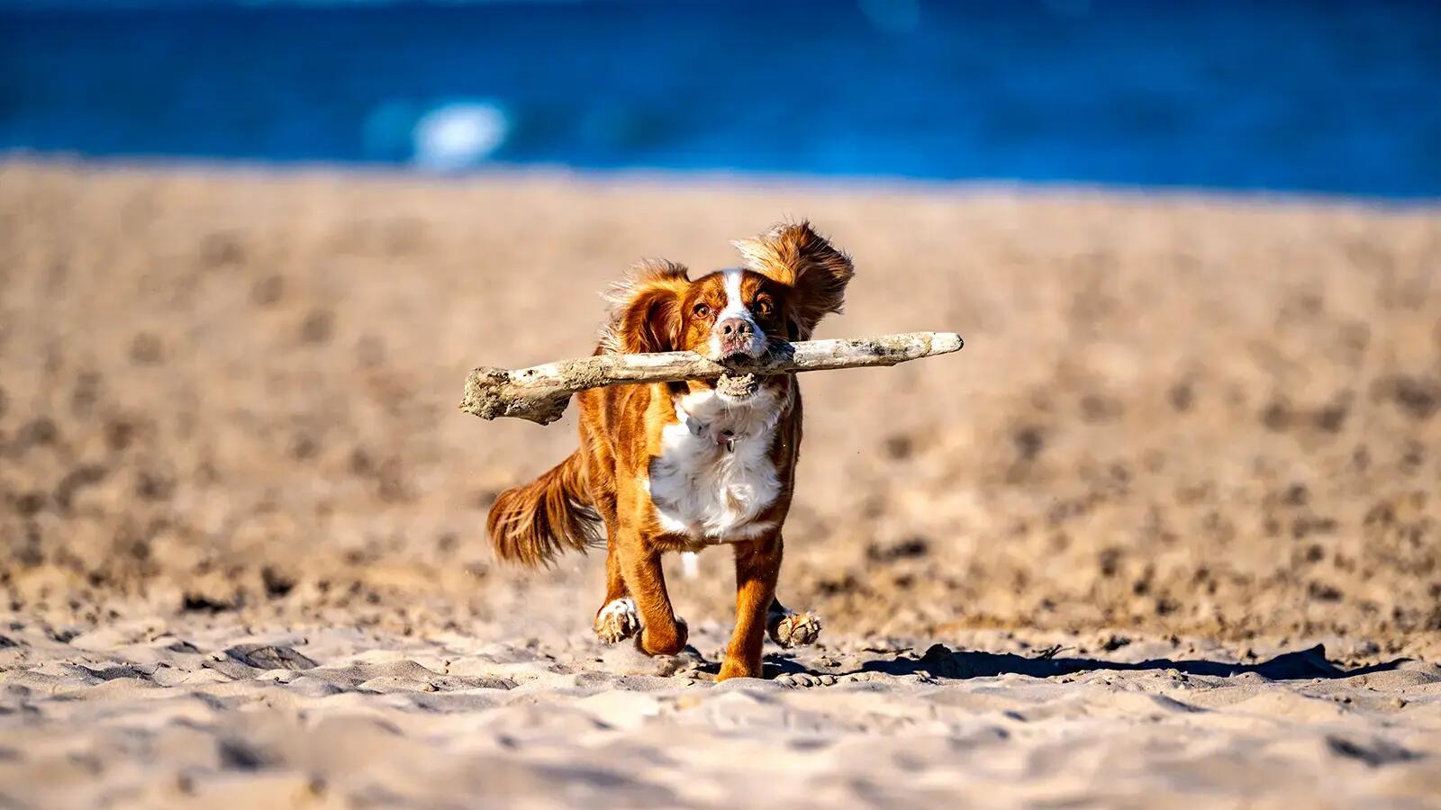 Pies biegnący z kijkiem po plaży