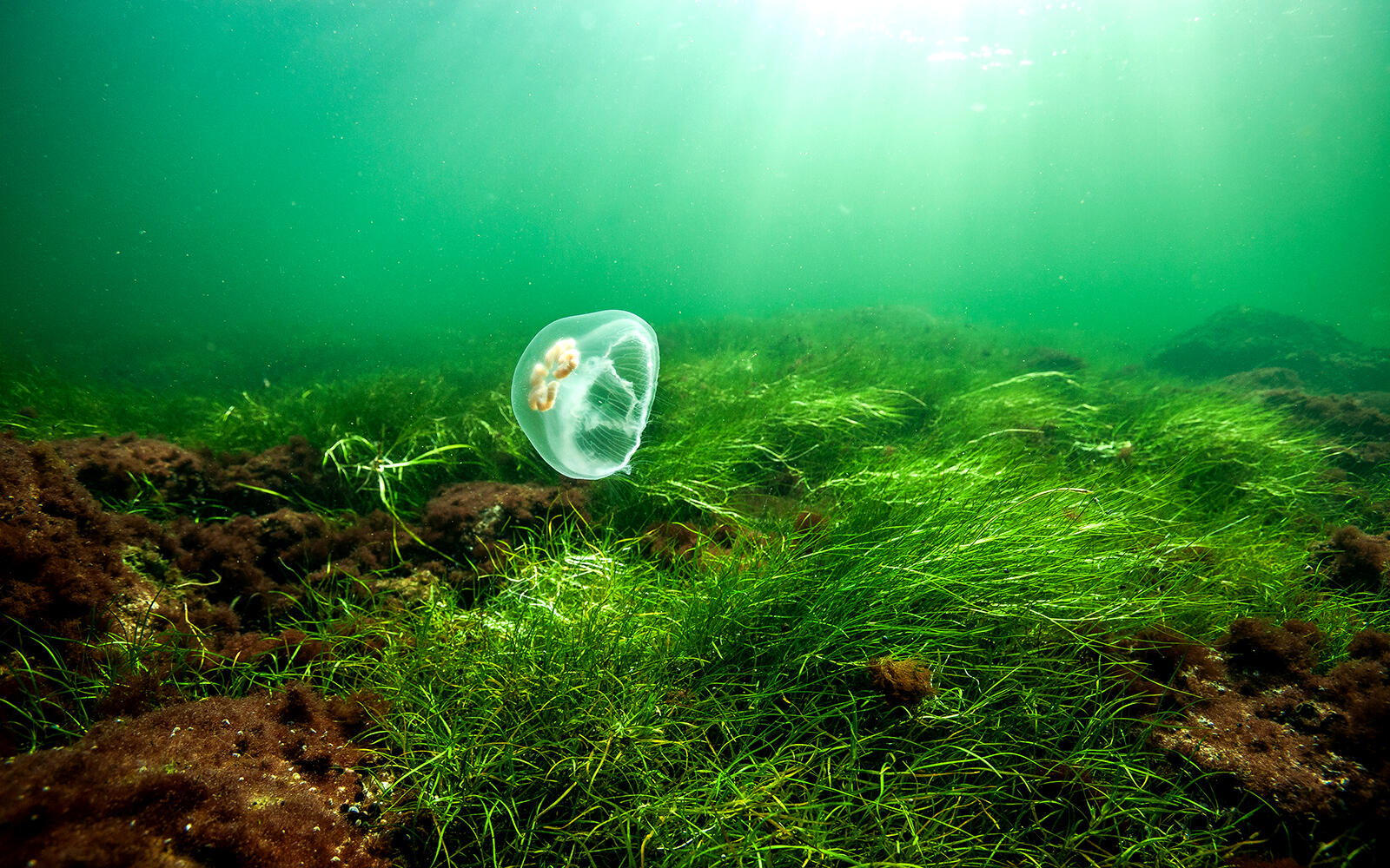 Meduza w wodzie