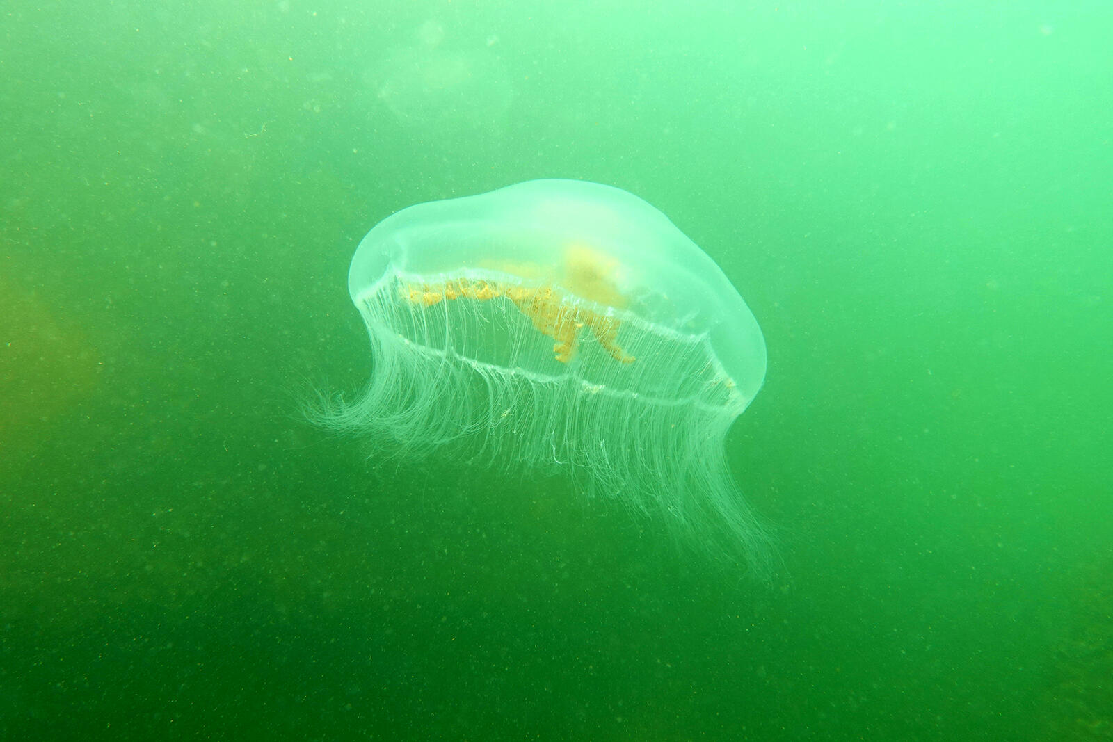 Meduza w wodzie