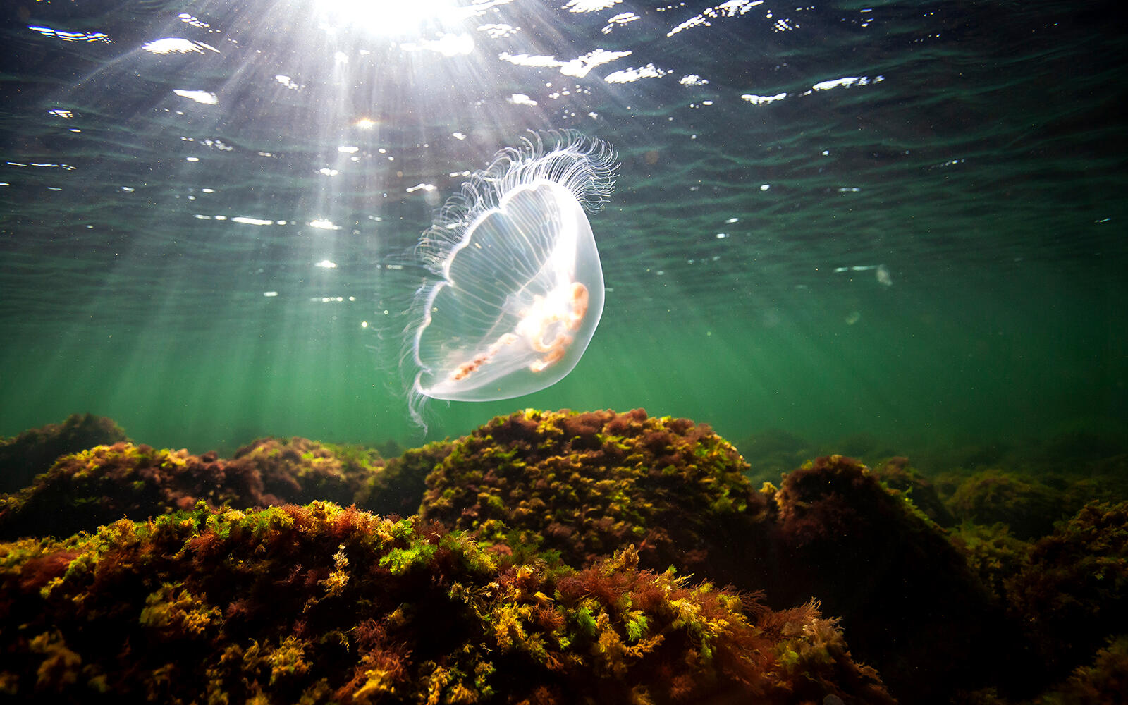 Meduza w wodzie