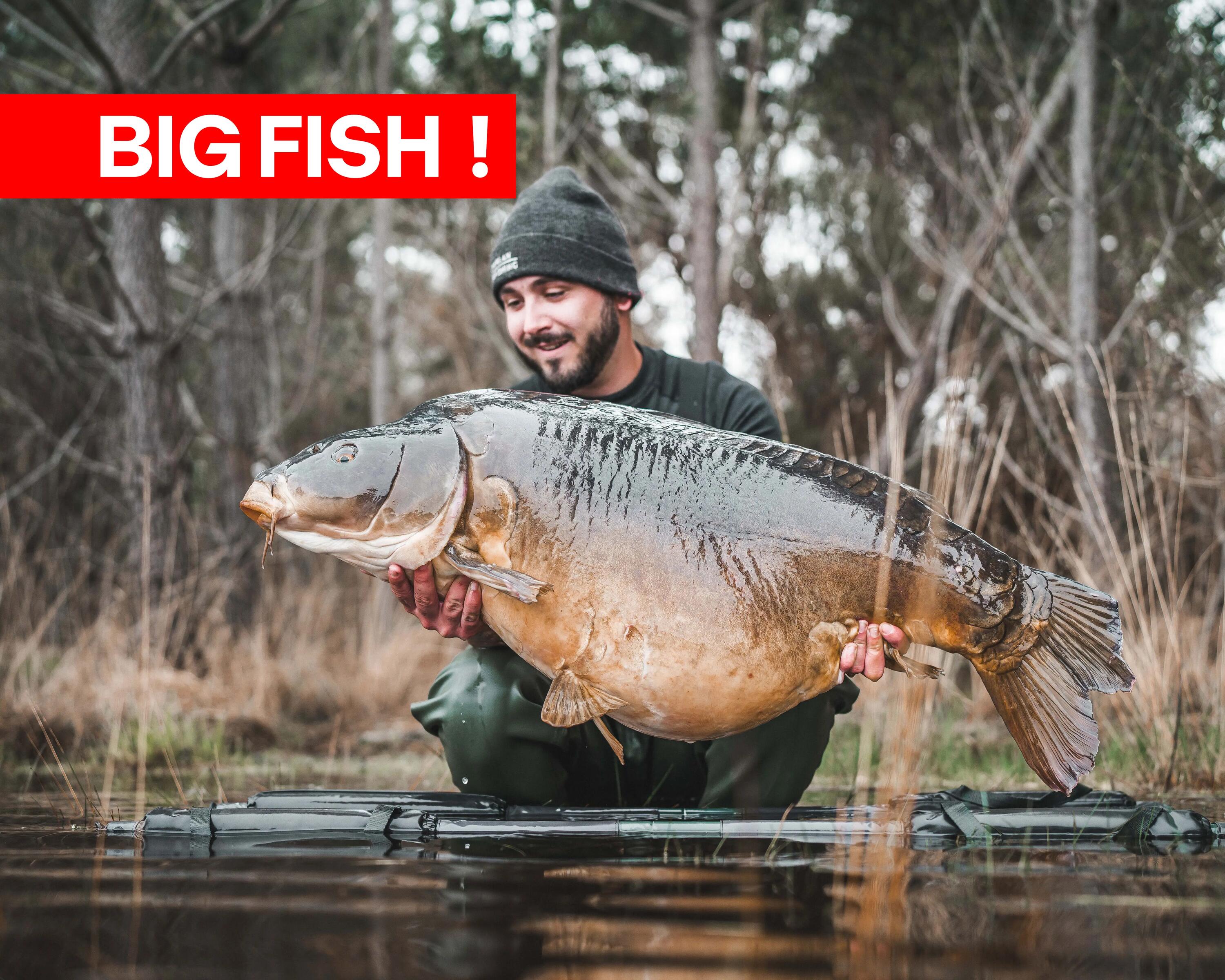 Ein Karpfenangler steht im Wasser und präsentiert einen gefangenen Karfen
