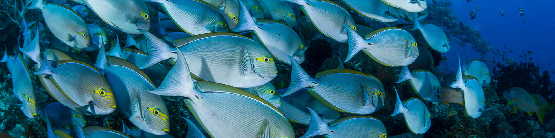 8 gestes éco-responsables pour protéger nos océans 