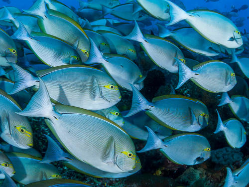 8 gestes éco-responsables pour protéger nos océans 