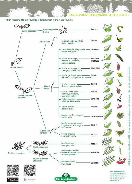 Comment identifier un arbre avec ses feuilles - Arboplus