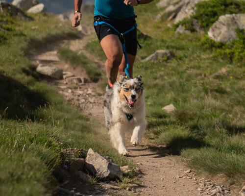 correr com o seu cão