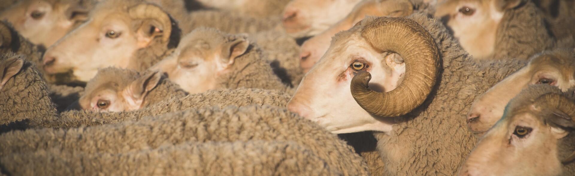 Pourquoi choisir la laine mérinos