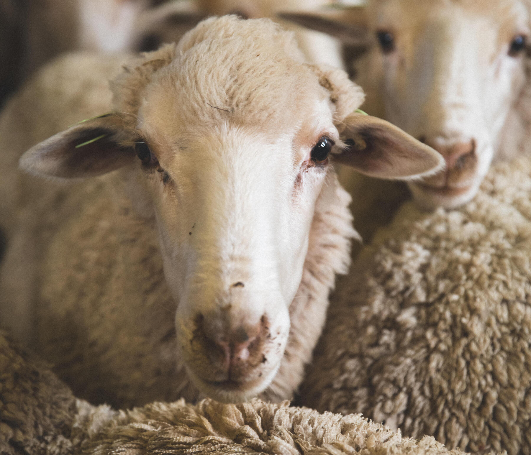 Le Mérinos, une laine chaude qui régule la transpiration