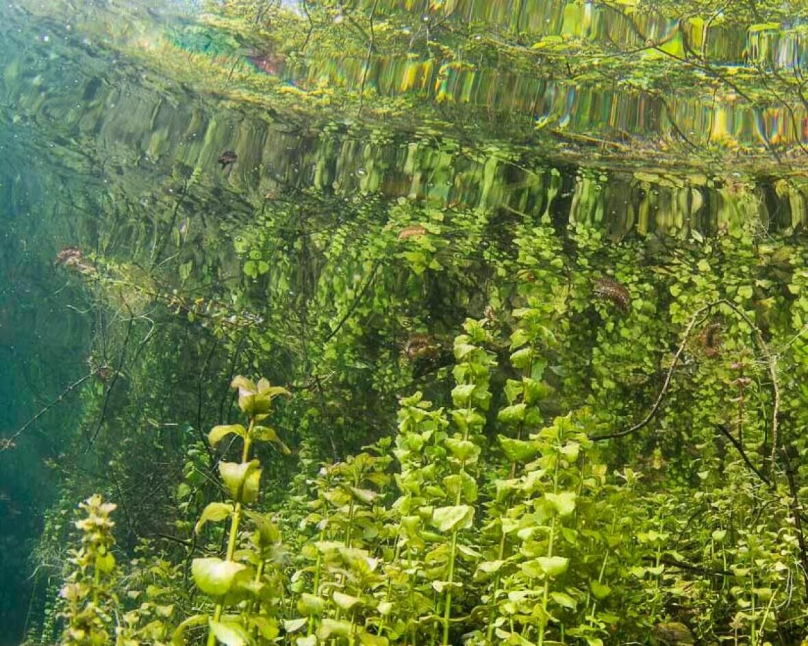 Underwater flora and fauna in fresh water 