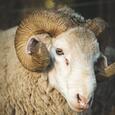 Mouton mérinos Afrique du Sud Mouton mérinos Afrique du Sud