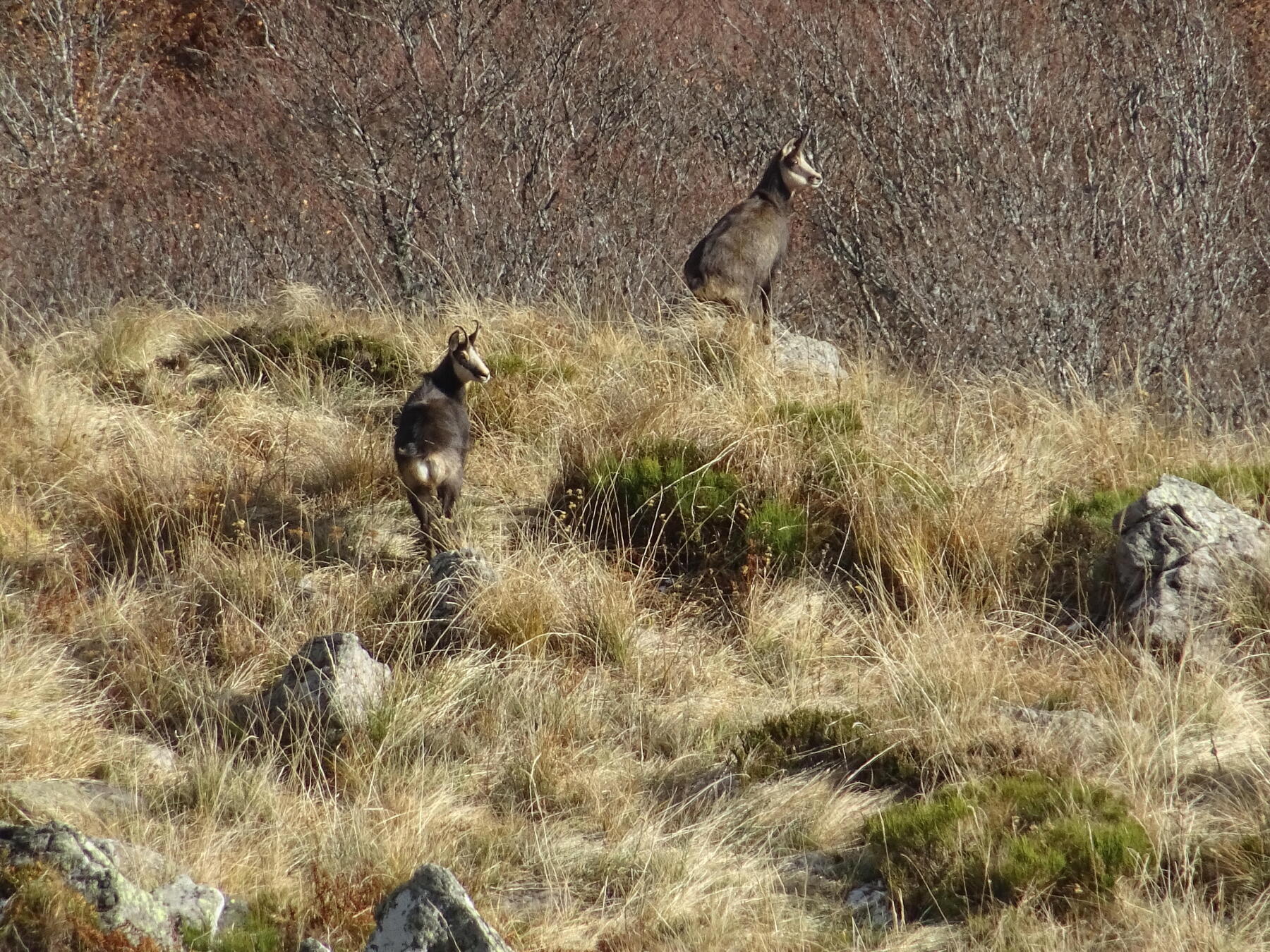 rando trek chamois cantal