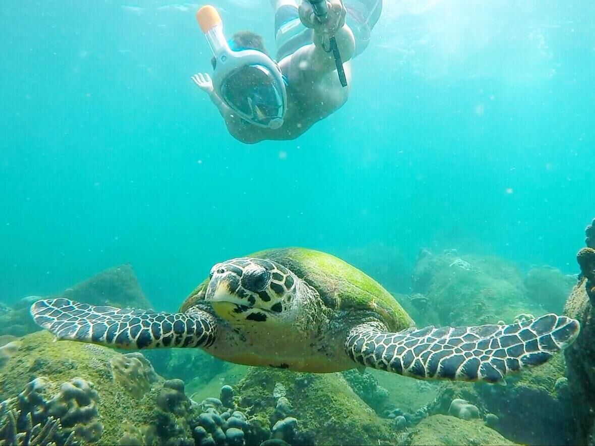 snorkeling tortue plongée sri lanka Nilaveli Pigeon Island