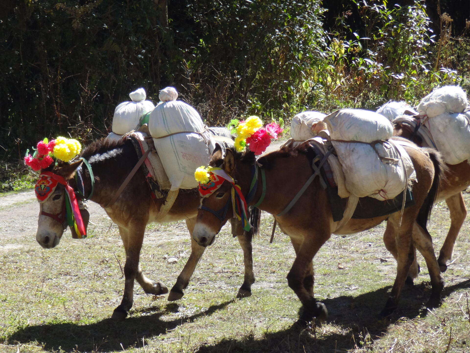 Cédric Nepal Langtang ânes <3 