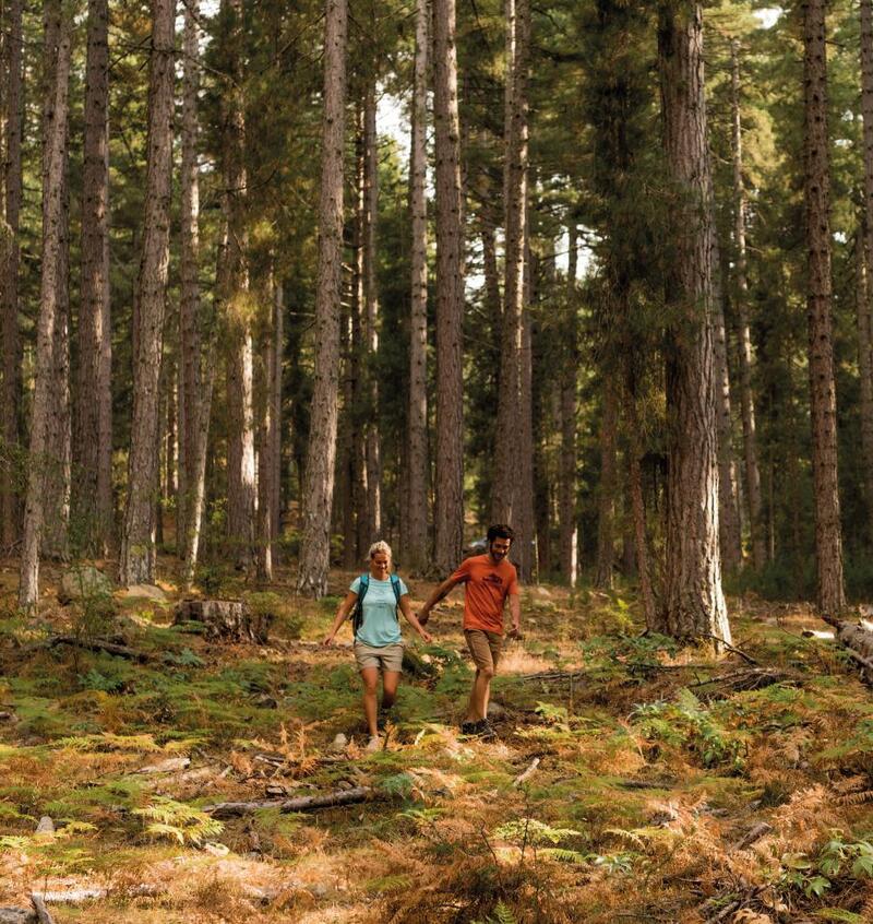 Une promenade en forêt comme thérapie bénéfique