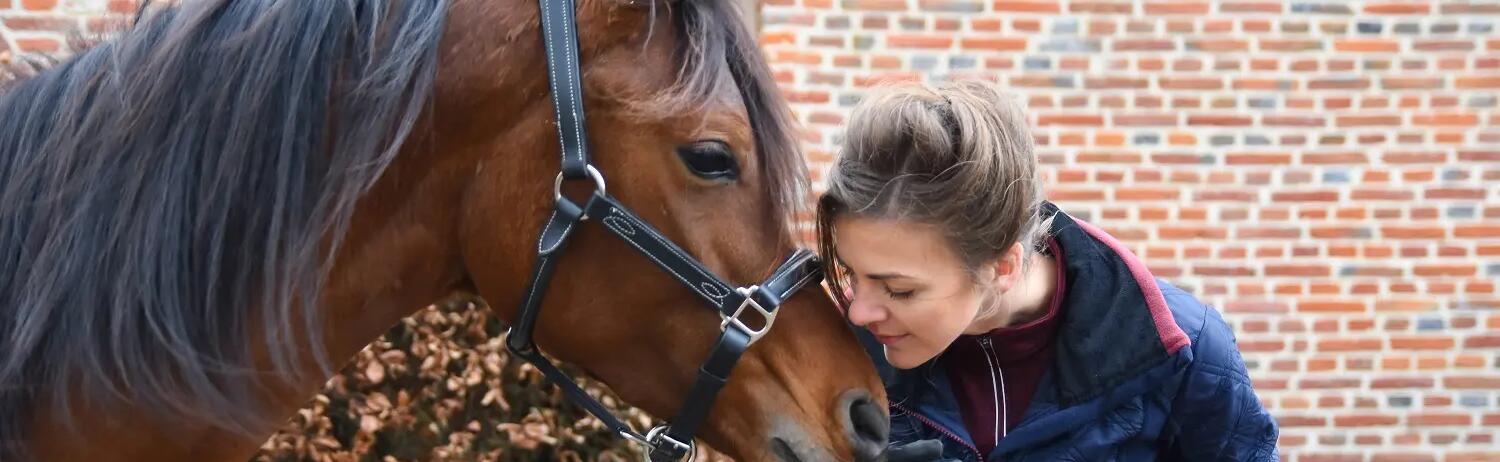 coaching paarden en ruiters