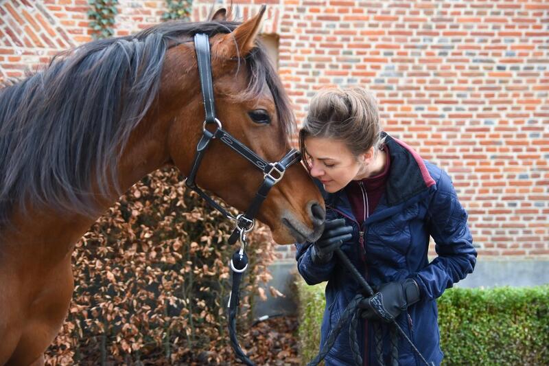 Wat je van paarden leren kan