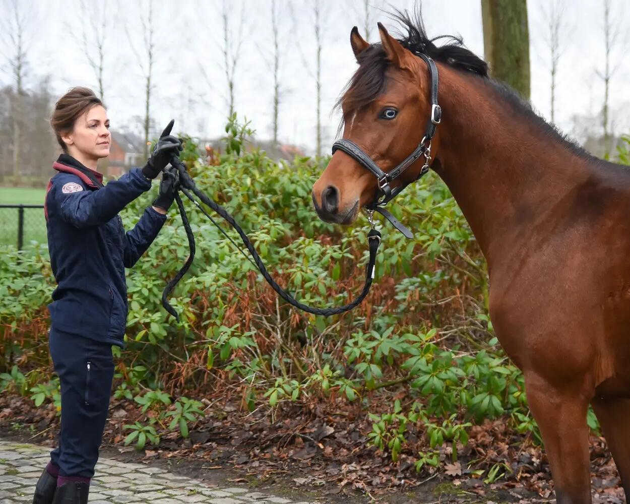 coaching paarden en ruiters