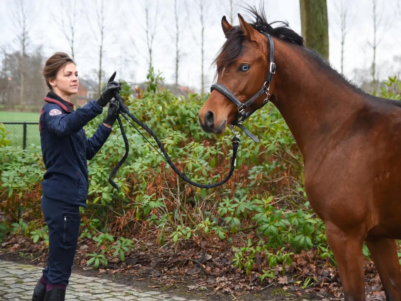 coaching paarden en ruiters