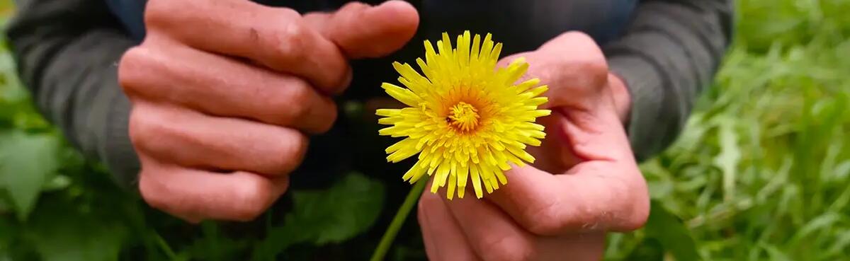 picking-dandelions