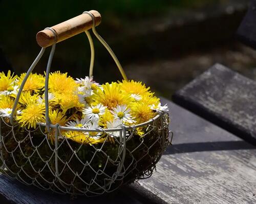 Picking while hiking: dandelion