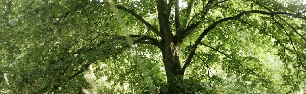 PICKING WHILE HIKING:LINDEN