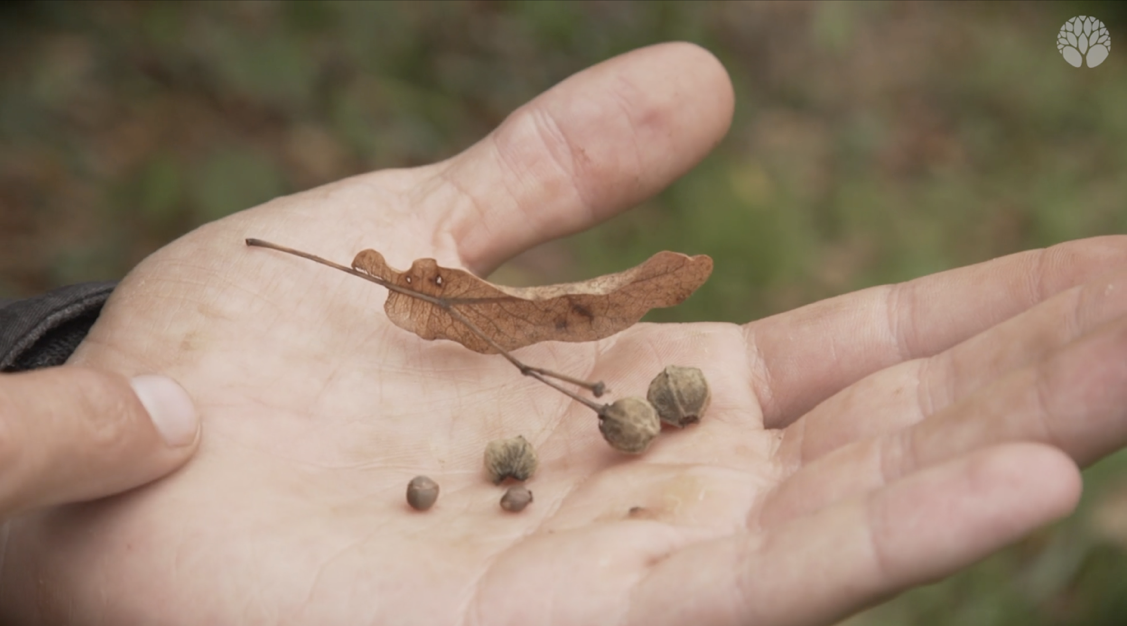 PICKING-WHILE-HIKING-LINDEN