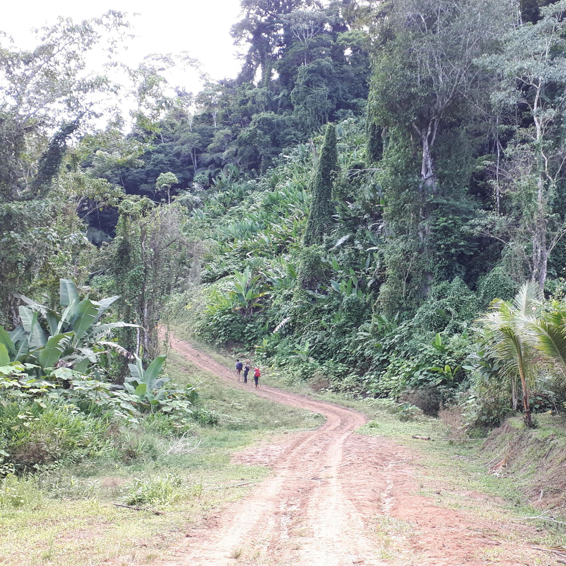 rando dans la boue de la jungle du costa rica