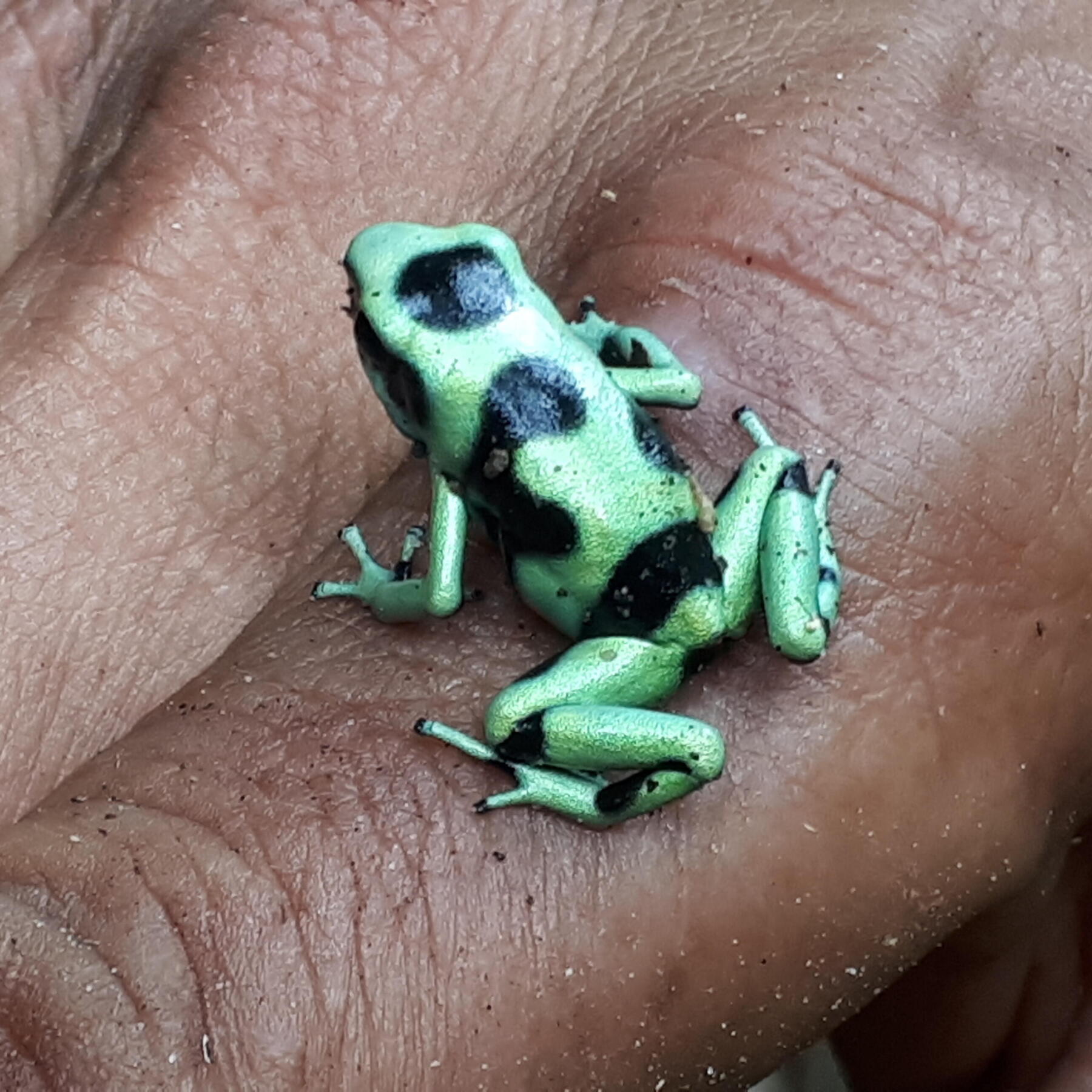 photo d'une grenouille du costa rica