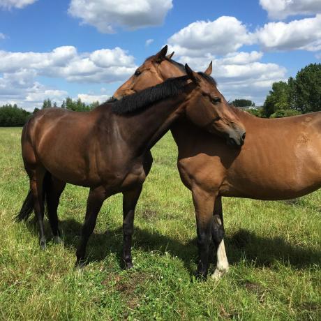 Equitation Bonheur Et Bien être Du Cheval Au Pansage - 