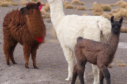 Pérou Chili Lamas