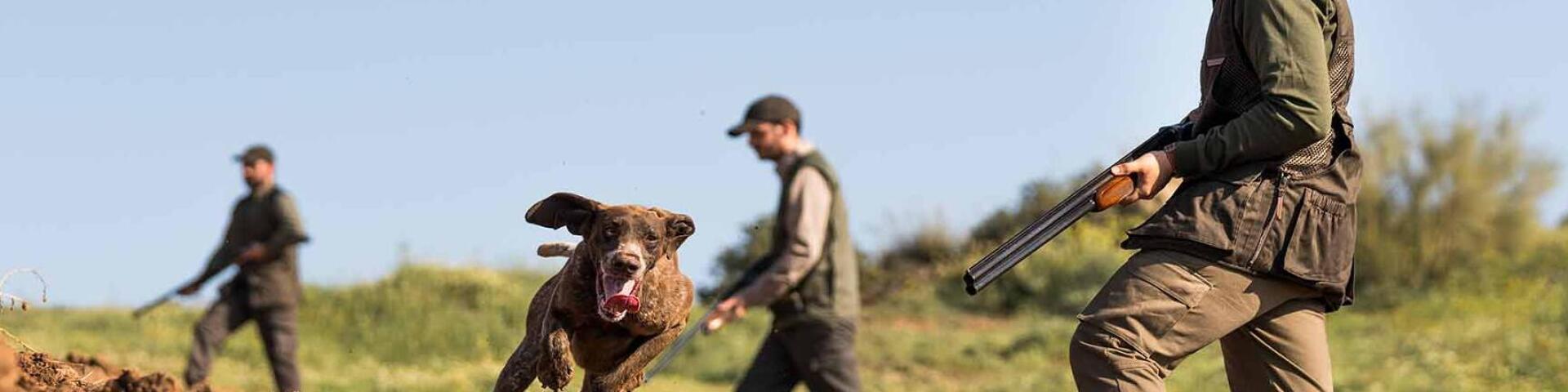 Chien de chasse