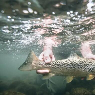 Quel moulinet pour la pêche au leurre à la truite