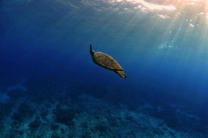 環保｜不用吸管外，還有哪些保護海洋的行動？實用 8 招學起來